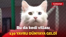 Kedi Villası’nda bu yıl 130 yavru dünyaya geldi