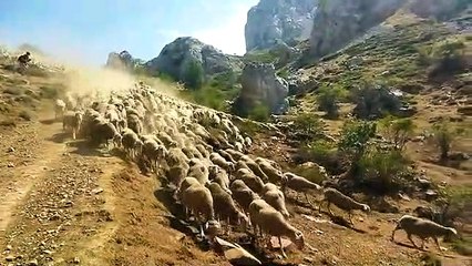 Llegada de las merinas a Las Pintas