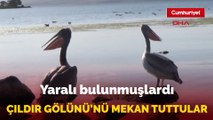 Yiğit ve Ömür ismi verilen pelikanlar Çıldır Gölü'nü mekan tuttu
