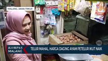 Telur Mahal, Harga Daging Ayam Petelur Ikut Naik