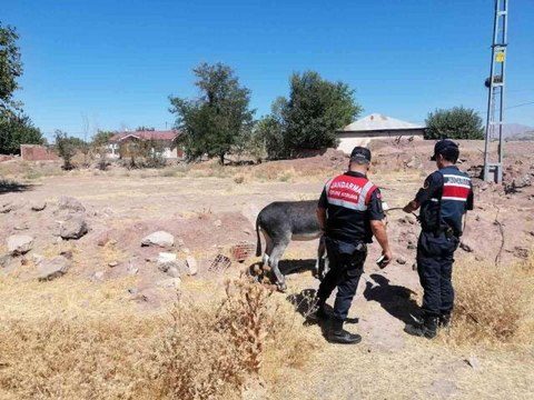 Eşekleri traktörün arkasına bağlayıp sürüklemişti... O sürücüye ceza kesildi
