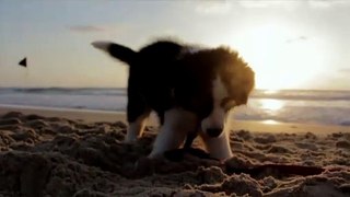 Puppy dog play in beach
