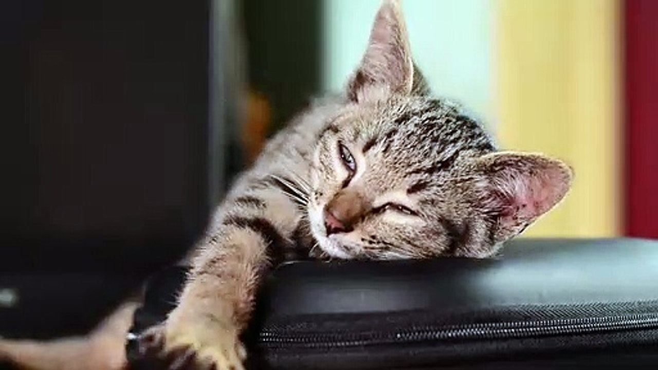 Cat Sleeping video