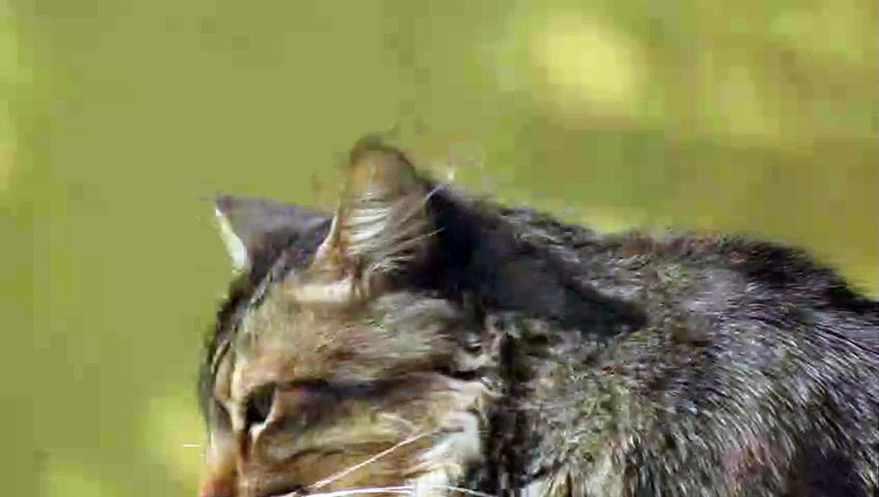 Cat video