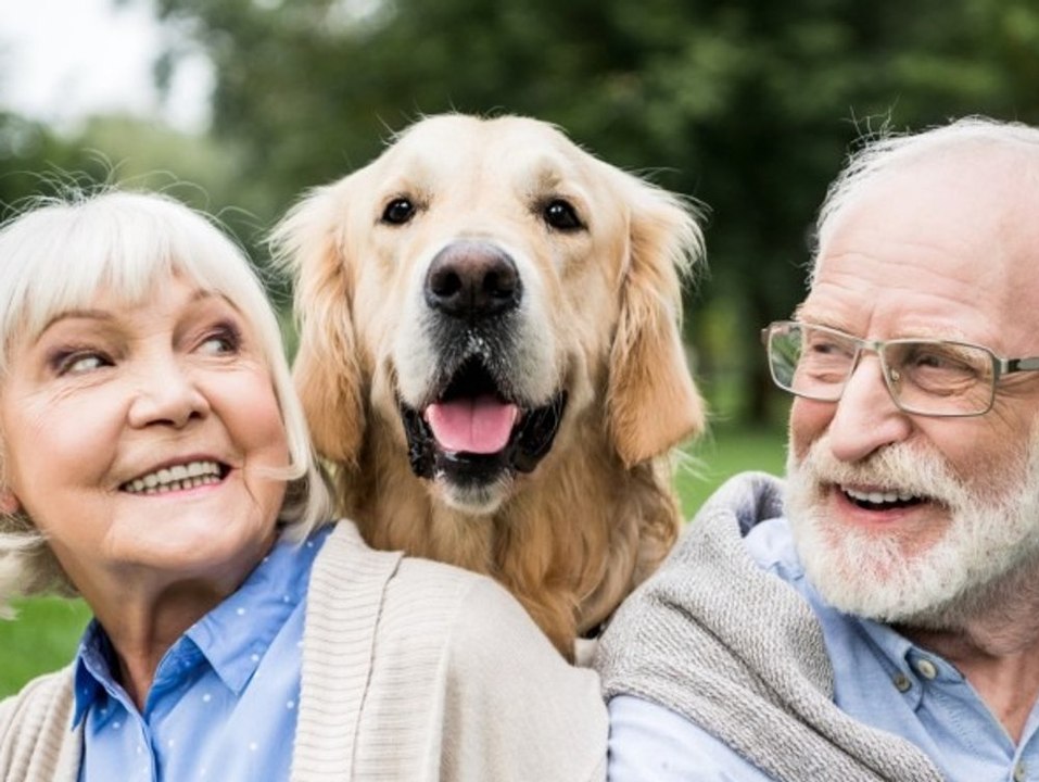 Vergessliche haustiere: auch hunde können an demenz erkranken!