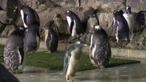 Nacen diez pingüinos en pleno verano en Madrid