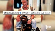 Sylvester Stallone & Jennifer Flavin Divorcing Due to.His Dog _ E! News