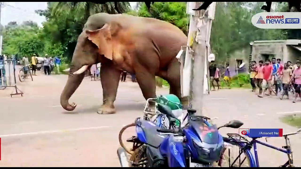 হাতির তাণ্ডব অব্যাহত ঝাড়গ্রামে, সারাদিন হাতির তাণ্ডবে দিশেহারা গ্রামবাসীরা