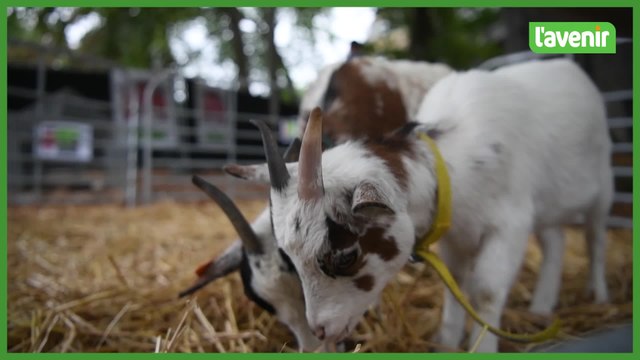 Namur: aux Solidarités, il y a même... une ferme!