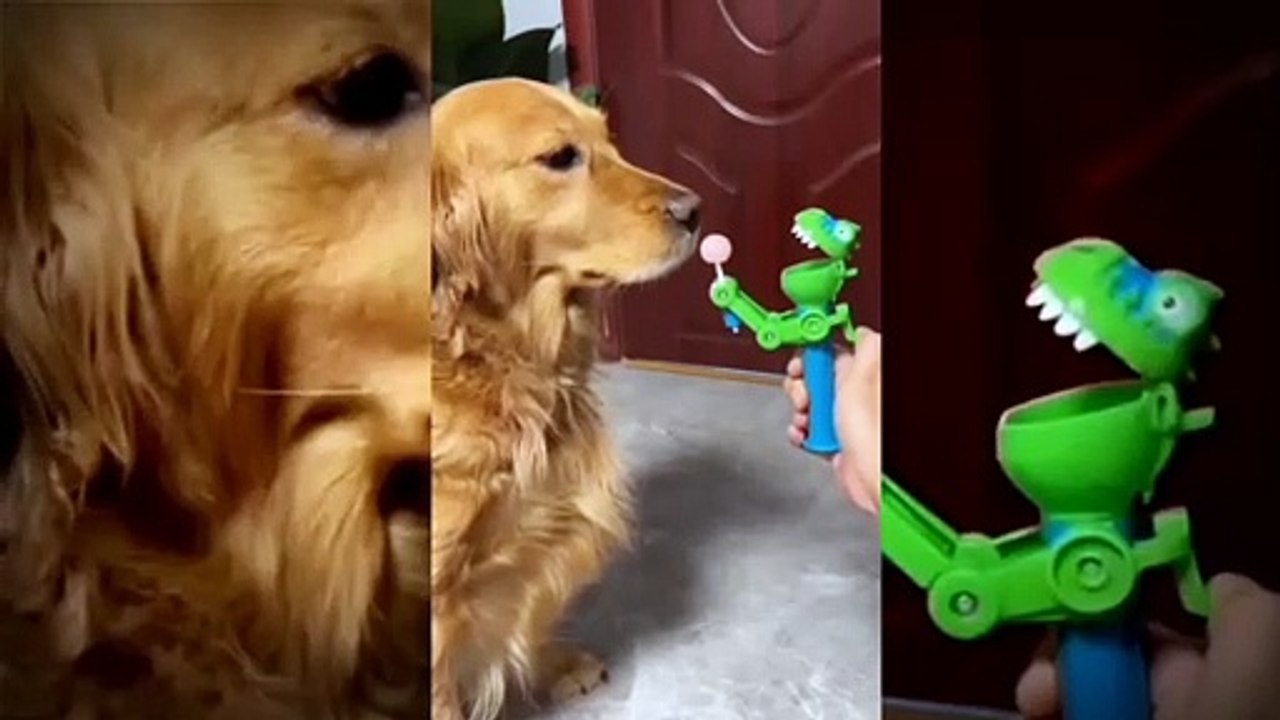 Very good dog's #Dogsfunnyvideo