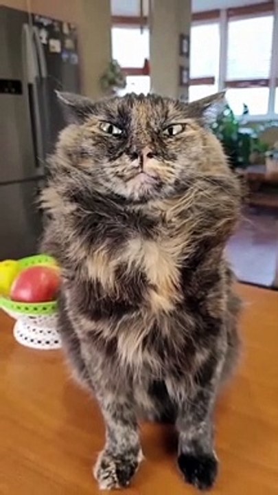 Cute Cats-Funny Video