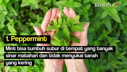 Deretan Tanaman Ini Bisa Mengusir Tikus Lho!