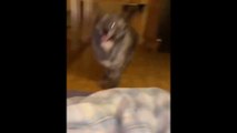 Angry Dog Reaction video Funny Animals Clips