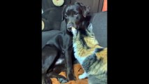 Funny cat and dog fight reaction video Funny Animals Clips
