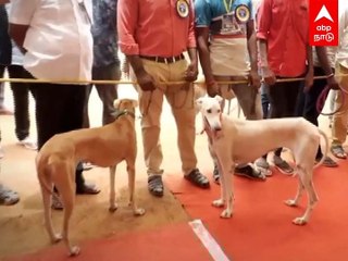 Dog Exhibition : மதுரையில் நடந்த நாட்டின நாய்கள் கண்காட்சி ஒய்யார நடை போட்டு அசத்தல்