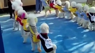 Attack Of The Funny Dogs  The Best Videos About Dogs  Part-8