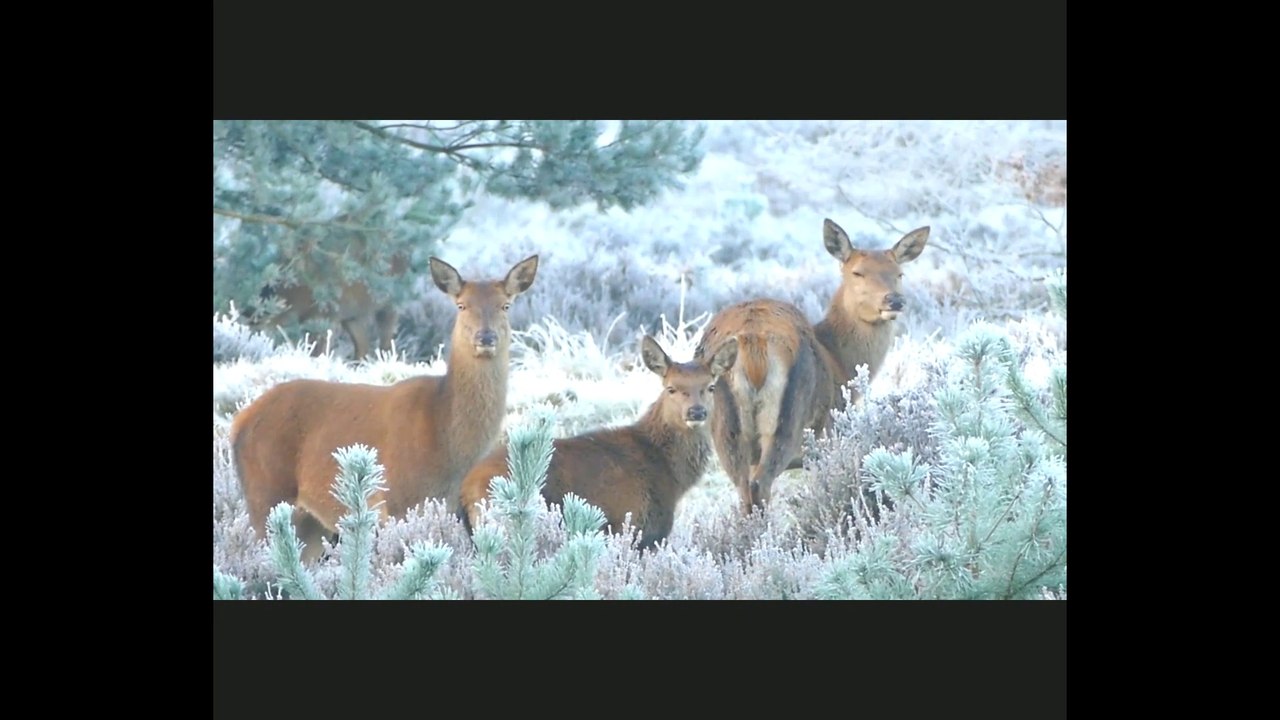 Wildlife animal relaxing music