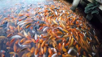 How People Feed All Animals at Once on Their Farms
