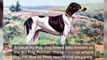 Extinct Dog Breeds That You Never Knew Existed