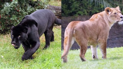 15 New Hybrid Animals Created Recently