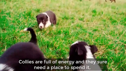 15 Most Quiet Dog Breeds That Rarely Bark