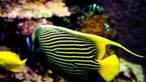 Most Beautiful Fishes on Planet Earth (P#2)