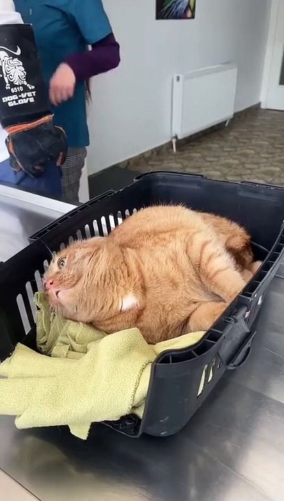 This cat is insane!