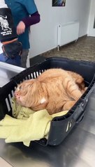 This cat is insane!