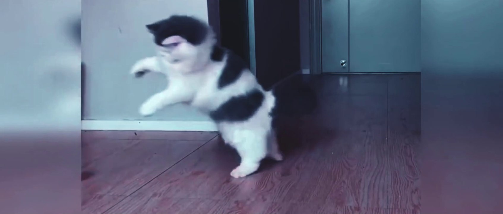 CATS2