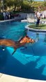 Swimming Horse | Horse Swimming at Pool | Animals Entertain Audience
