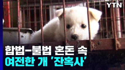 "전기 꼬챙이에 찔려"...개식용 합법-불법 혼돈 속 여전한 '잔혹사' / YTN