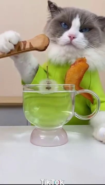 Hacks for Cats / Funny Cats Reactions