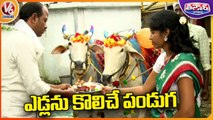 Polala Amavasya, Festival Dedicated To Bulls and Cows _ Adilabad _ V6 Teenmaar (1)