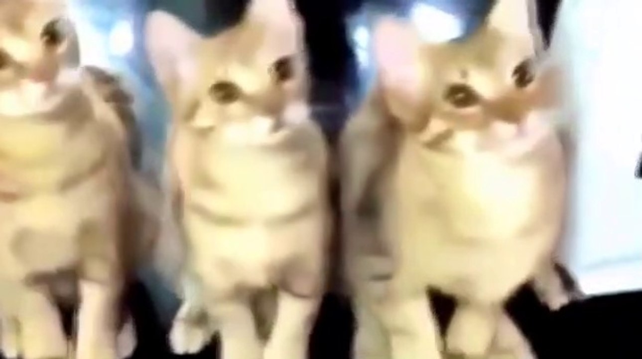 cute cat