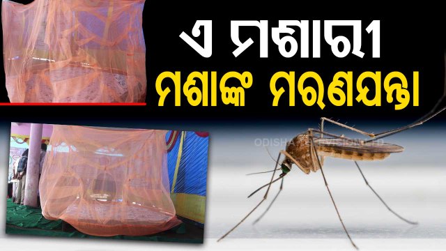 Special Story | WVN mosquito net a death trap for mosquitoes