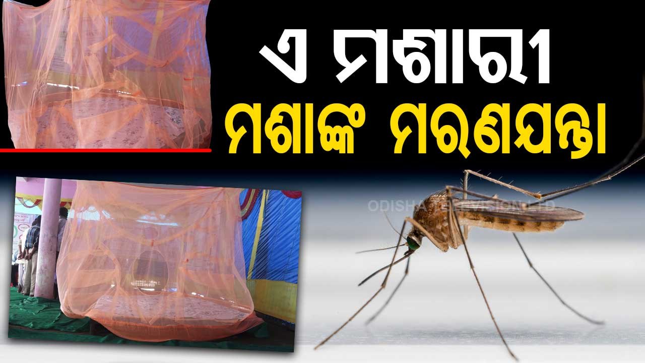 Special Story | WVN mosquito net a death trap for mosquitoes