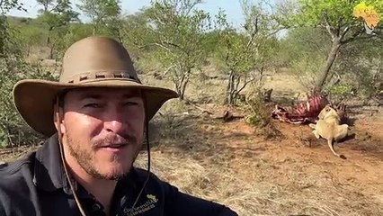 Kudyela pride of 16 LIONS Feeding on a BUFFALO