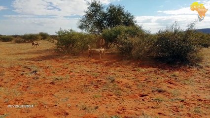 DRAMA as ORYX mother gets split from her BABY, WILD DOGS...takes their opportunity not for sensitive