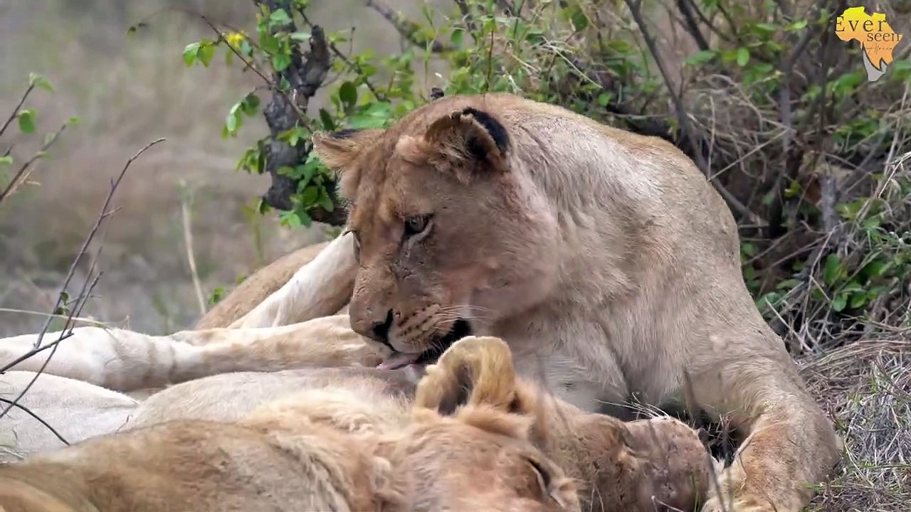 Kudyela pride on the HUNT