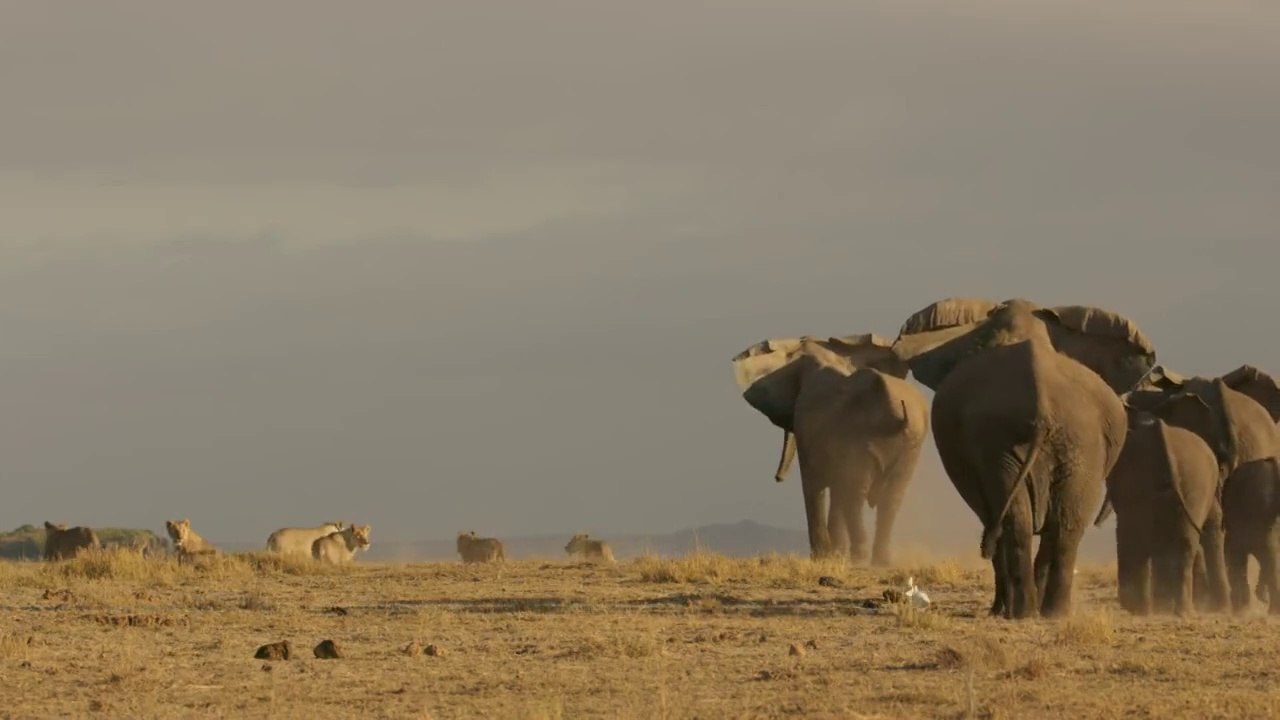 Dynasties 2 - 2of4 Elephant BBC 2022 HD 1080p