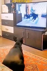 #Funniest #Cats and #Dogs Compilation  Part 28