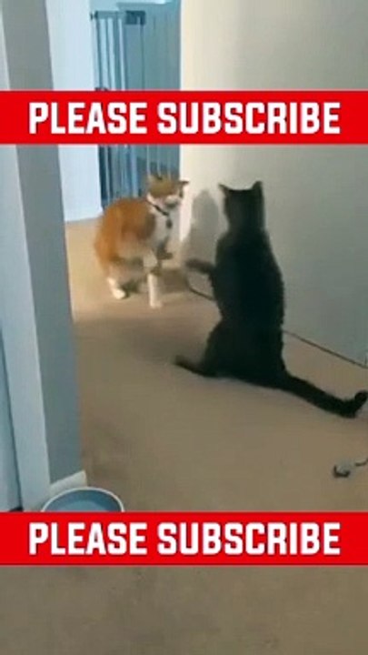 How Zach King Gets Away With Doing Graffiti 3 #viral #Short #Trending