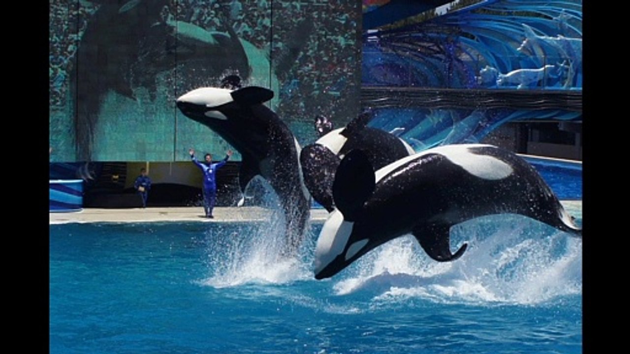 Orca
