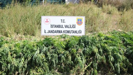İstanbul'da jandarma'dan kök kenevir operasyonu