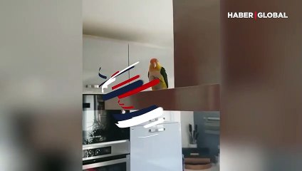 Pazar sabahı sahibini uyutmamak için her yolu deneyen papağan