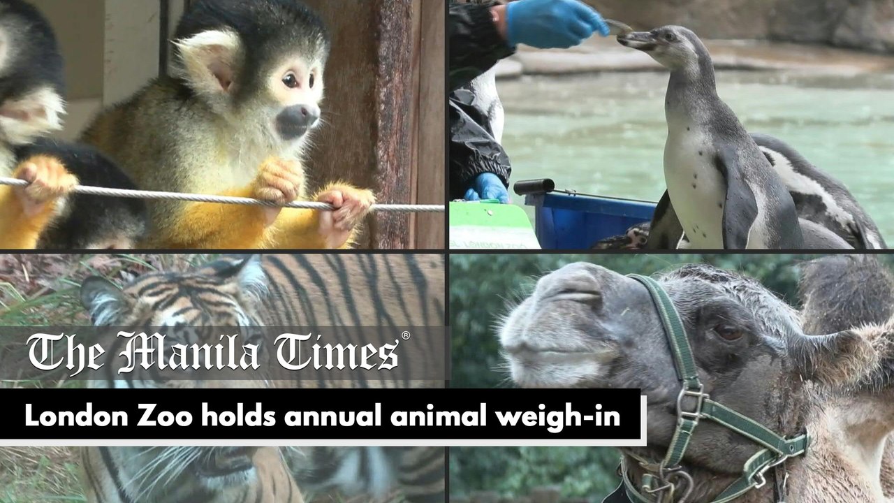 London Zoo holds annual animal weigh-in