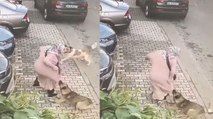 Maltepe'de siteyi köpekler bastı, yaşlı kadına saldırdı