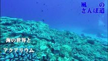 （たおやかインターネット放送)風の散歩道海の世界と自然な世界を再現するアクアリウムAn aquarium that reproduces the world of the sea and the natural world
