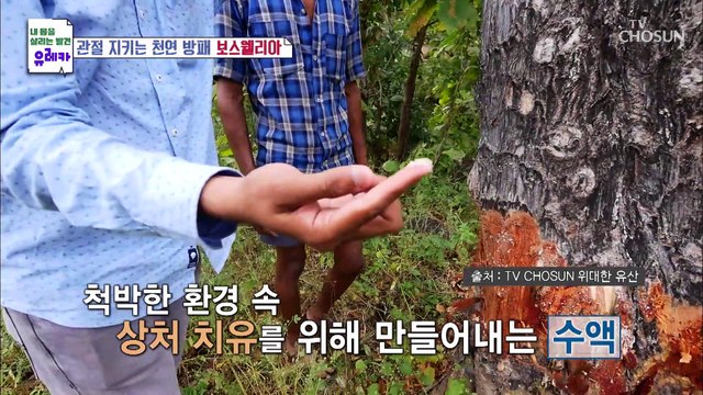 사막의 진주라는 명칭을 가진 관절 건강 지킴이! 『 보스웰리아 』 TV CHOSUN 20220828 방송