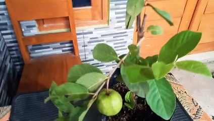 cara mudah menumbuhkan jambu biji untuk kita tanam